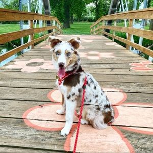 Meet your Posher, Casey